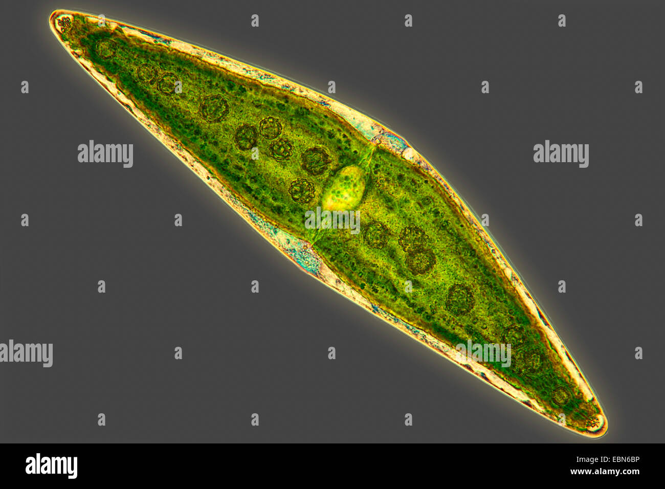 Closterium (Closterium spec.), in phase-contrast Stock Photo