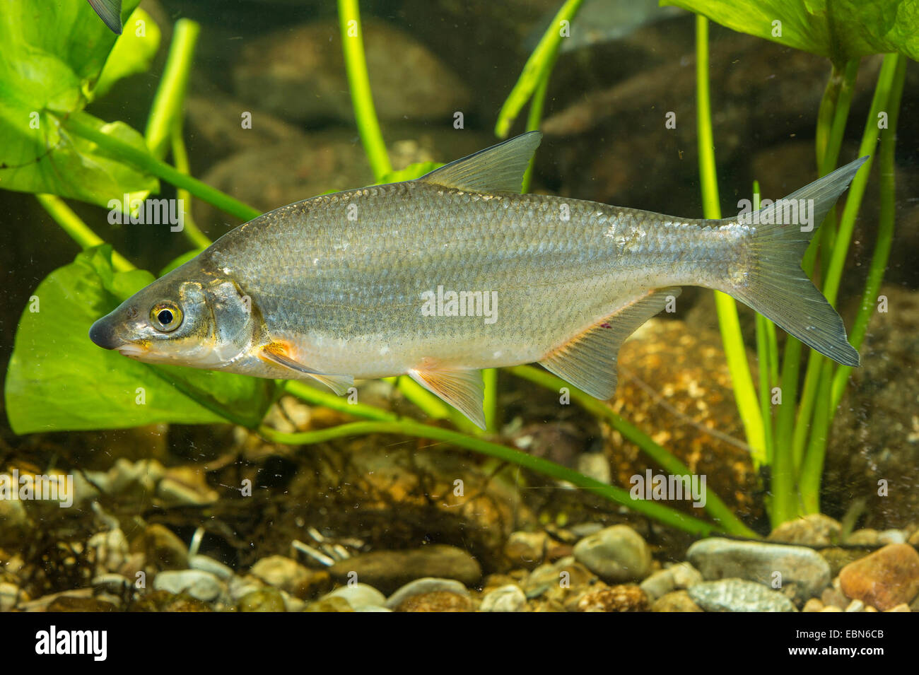 East European bream, zaehrte, Baltic vimba, Vimba bream, Vimba, Zanthe, Zarte (Vimba vimba, Abramis vimba), swimming Stock Photo