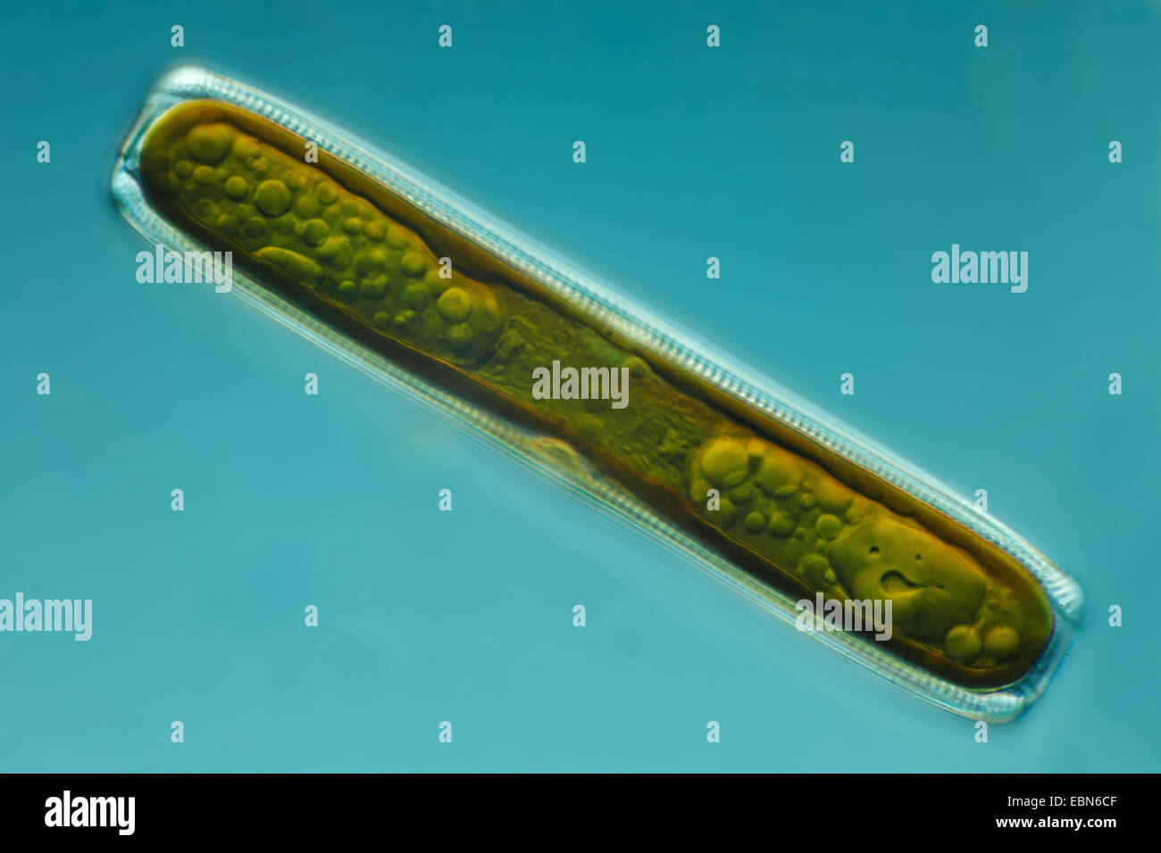 Diatom In Differential Interference Contrast Stock Photo Alamy