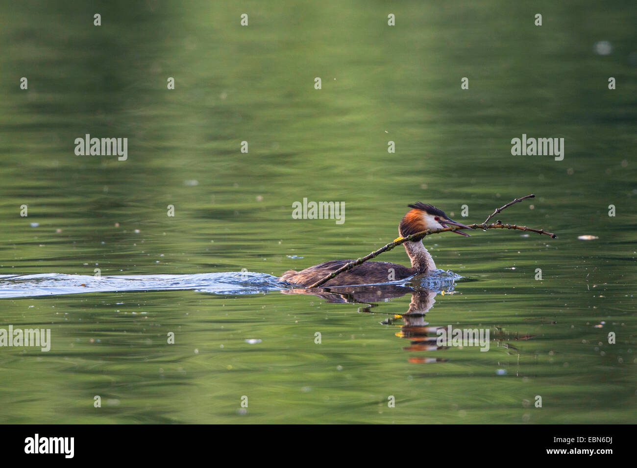 great crested grebe (Podiceps cristatus), with nesting material, Germany, Bavaria Stock Photo