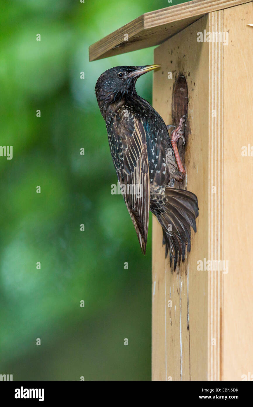 common starling (Sturnus vulgaris), at nesting box, Germany, Bavaria Stock Photo