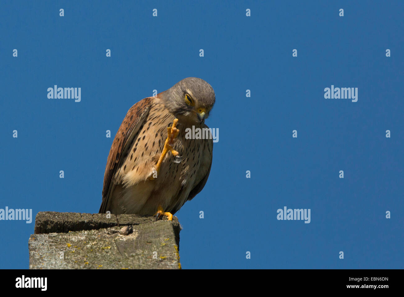 common kestrel (Falco tinnunculus), on wooden hut with lifted foot, Germany, Bavaria Stock Photo