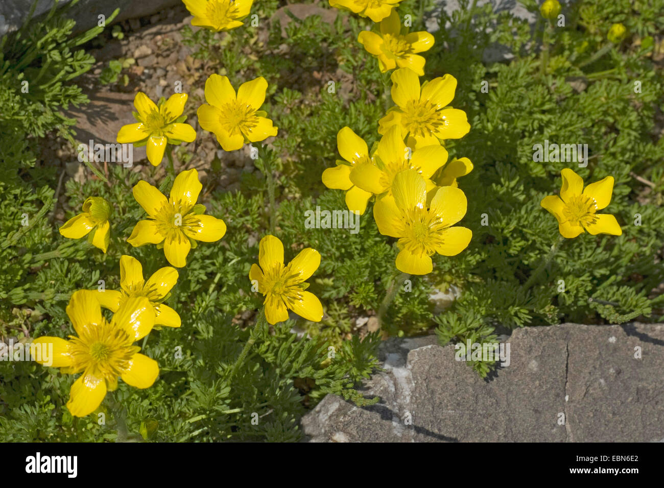 Buttercup (Ranunculus millefoliatus), blooming Stock Photo