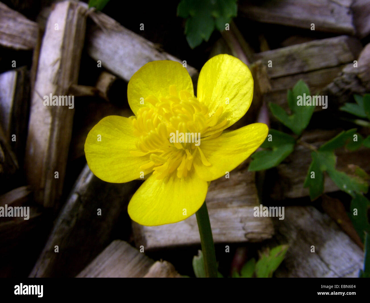 creeping buttercup (Ranunculus repens), flower, Germany Stock Photo