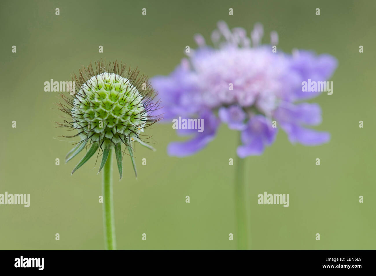 Small scabious, Lesser scabious (Scabiosa columbaria), withered and flowering, Germany Stock Photo