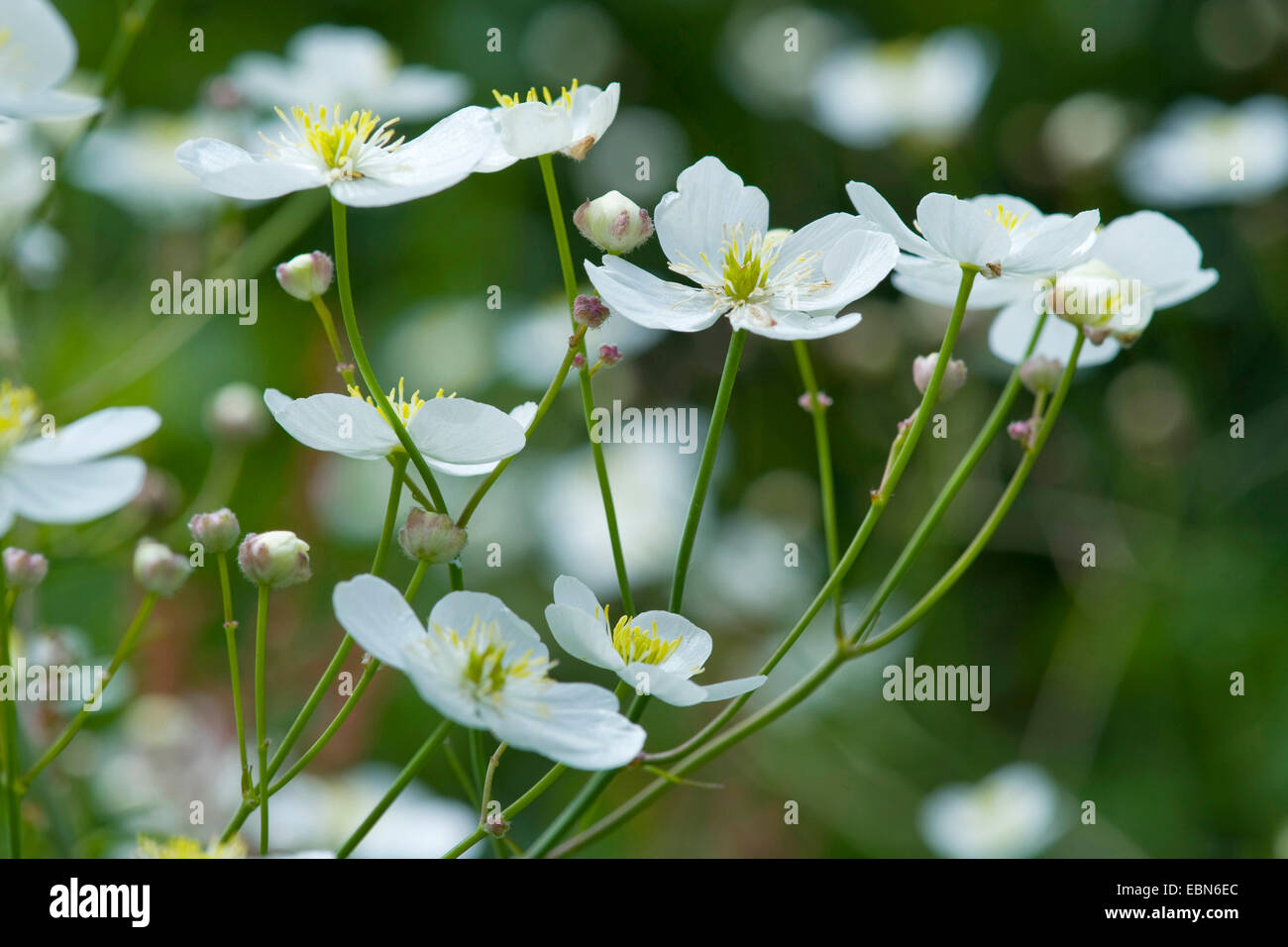 Large White Buttercup (Ranunculus platanifolius), flowers, Switzerland Stock Photo Alamy