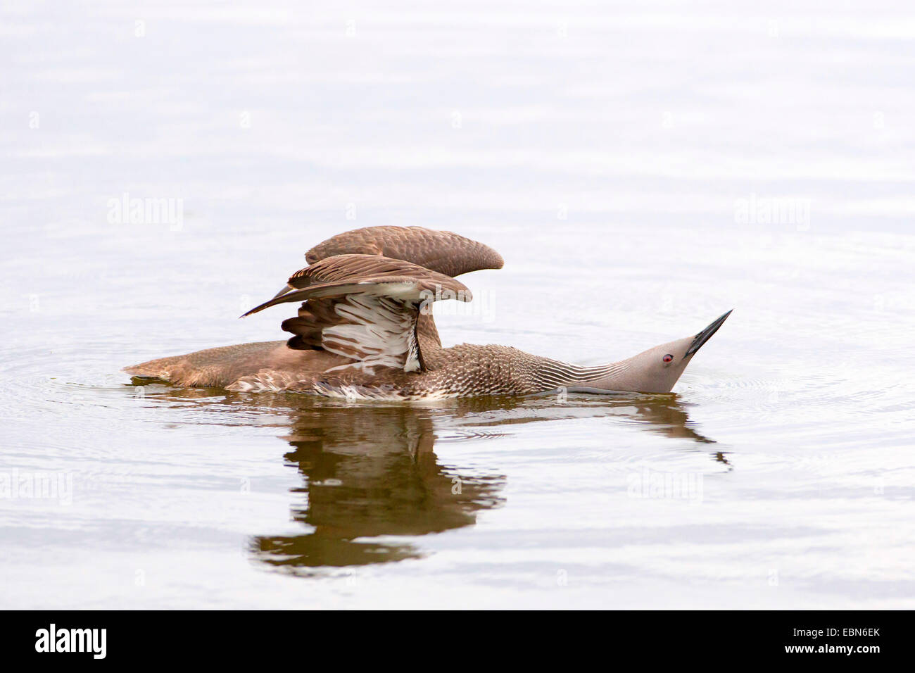 red-throated diver (Gavia stellata), swimming on the surface of the water and stretching, Norway, Troms Stock Photo