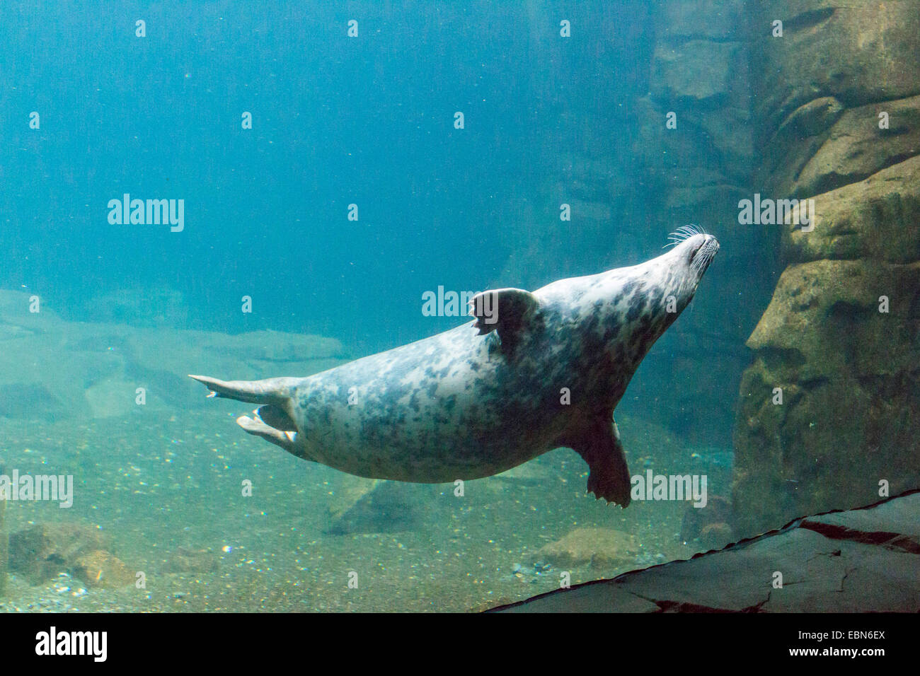 gray seal (Halichoerus grypus), swimming, under water, Germany Stock Photo
