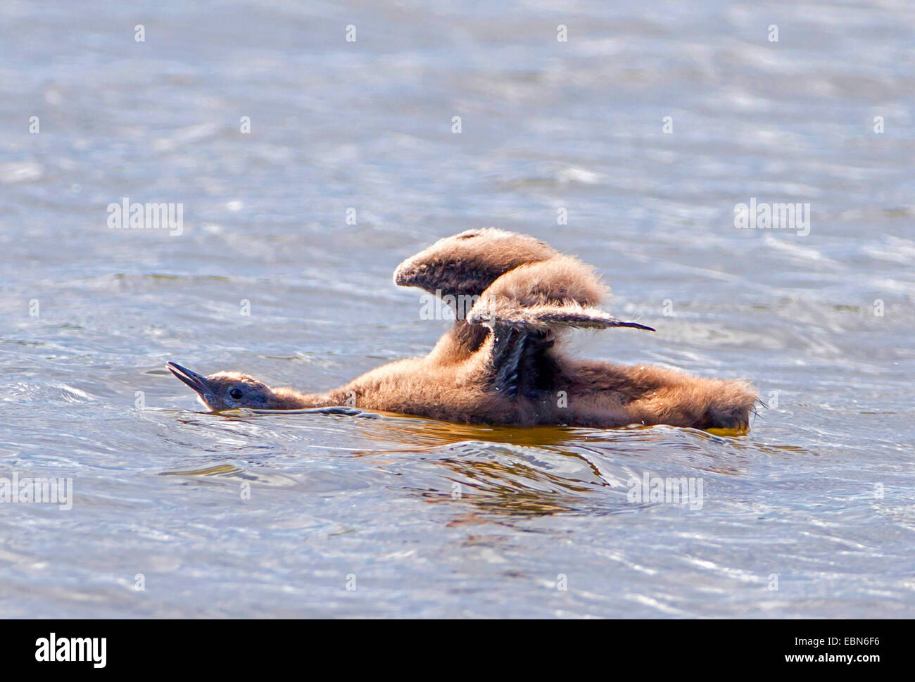 red-throated diver (Gavia stellata), young bird swimming on the surface of the water and stretching, Norway, Troms Stock Photo