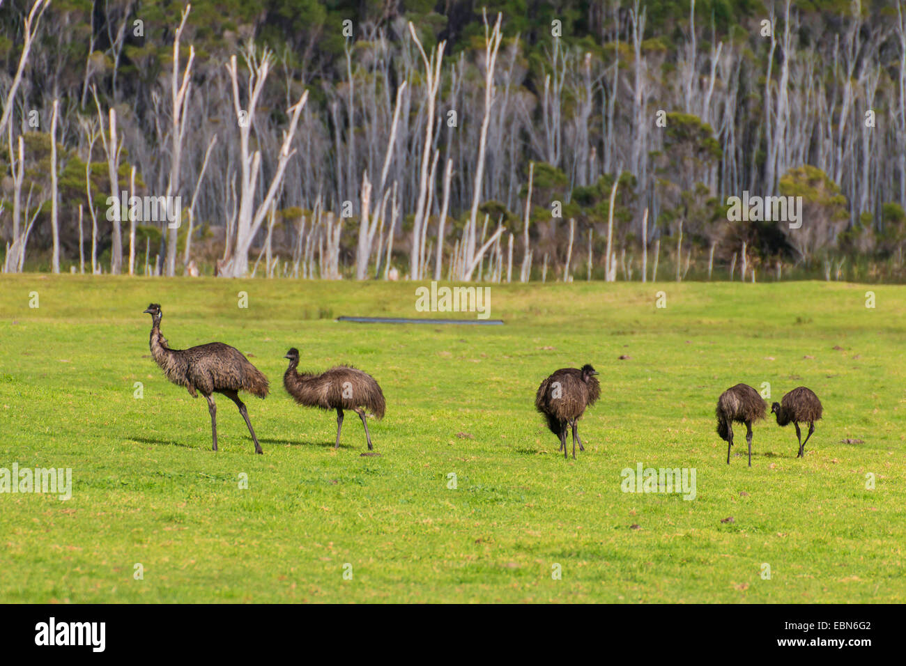 emu (Dromaius novaehollandiae), emus with juveniles, Australia, Western Australia, Walpole Stock Photo