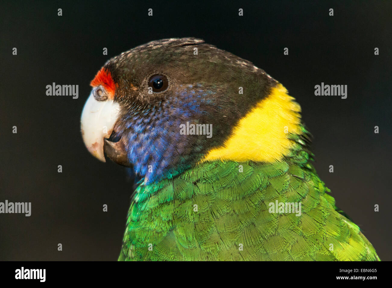 Twenty-eight parrot (Barnardius semitorquatus, Barnardius zonarius semitorquatus), portrait, Australia, Western Australia Stock Photo