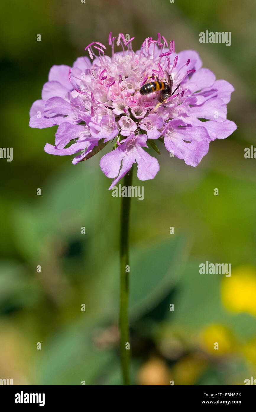 Pincushion Flower, Shining Scabious, Glossy Scabious (Scabiosa lucida), inflorescence, Germany Stock Photo