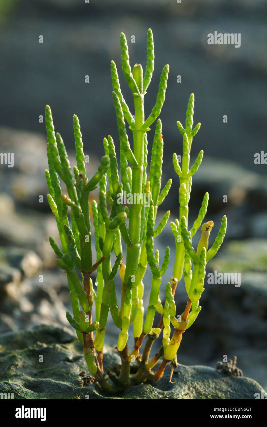 Slender grasswort, Glasswort, Common glasswort (Salicornia europaea), in wadden sea, Germany Stock Photo