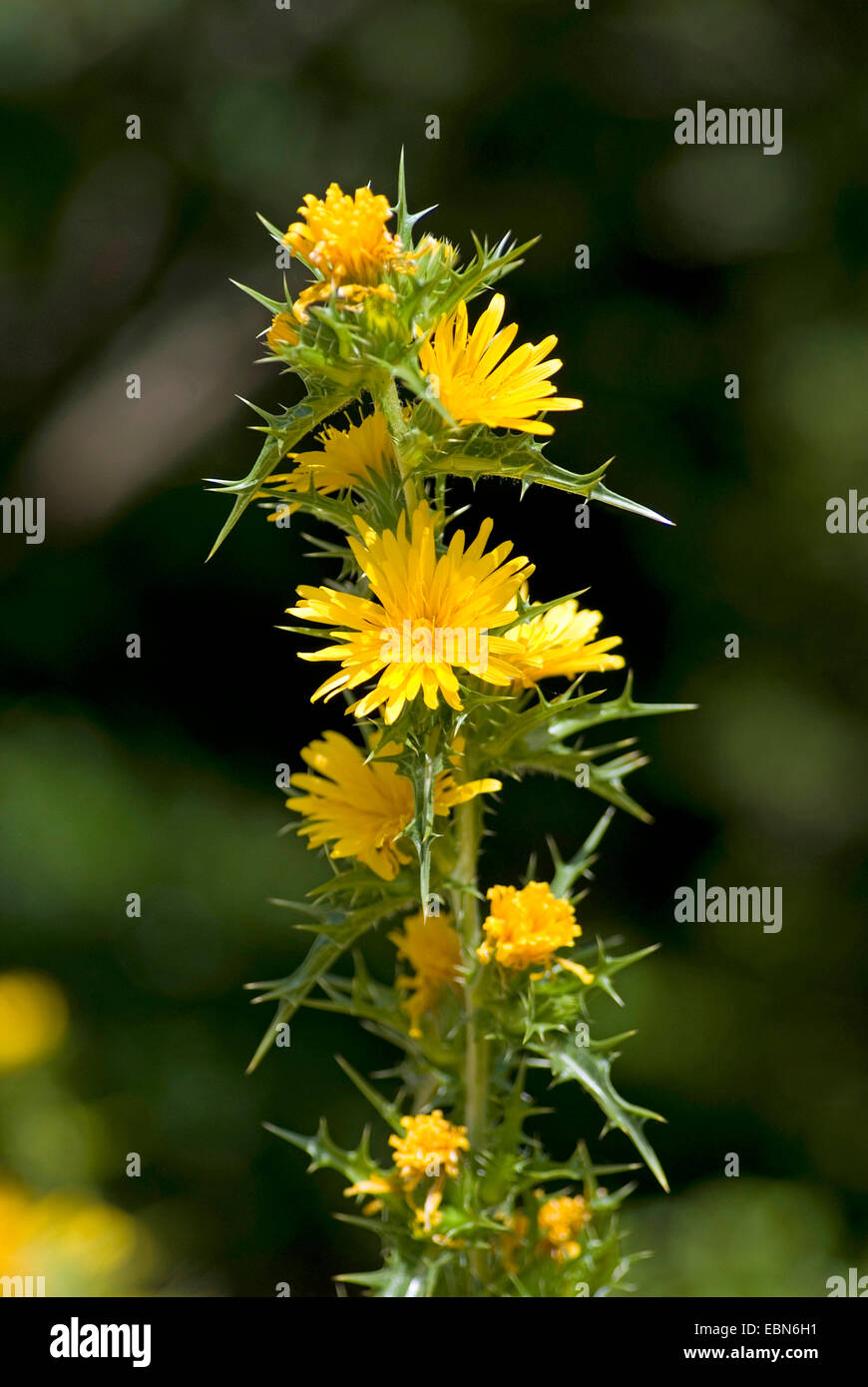 Common Goldenthistle, Golden Thistle, Golden Thistle, Spanish