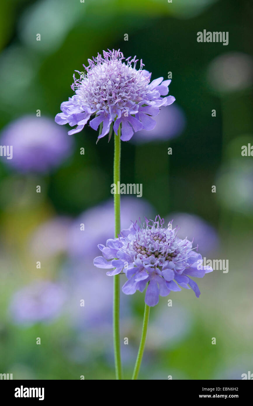 Pincushion Flower, Shining Scabious, Glossy Scabious (Scabiosa lucida), inflorescence, Germany Stock Photo