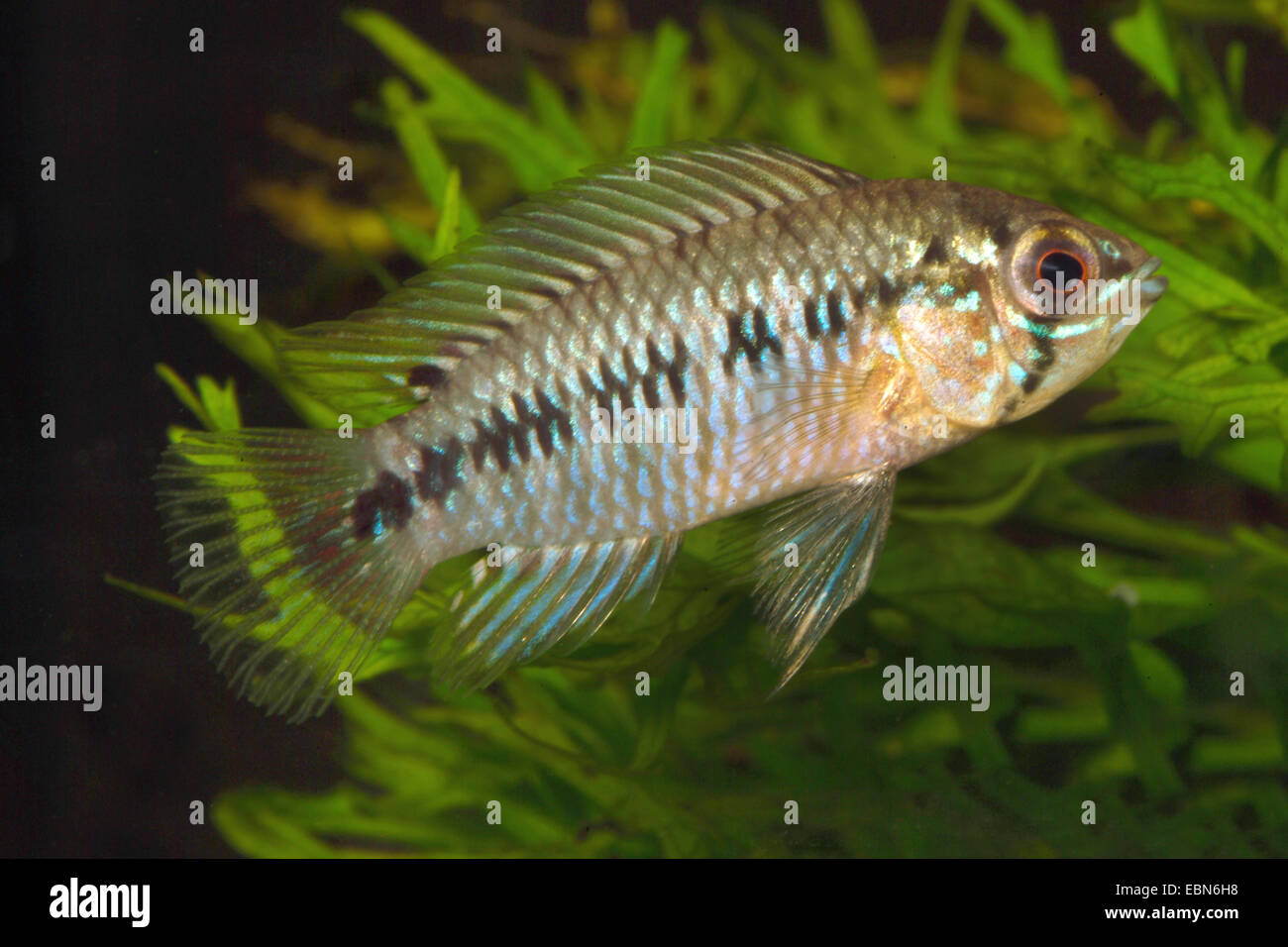 Black banded dwarf Cichlid (Apistogramma gibbiceps), swimming Stock Photo