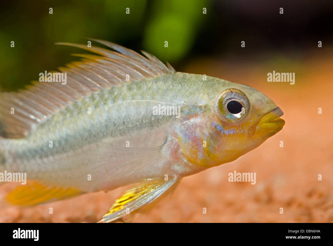 Apistogramma dwarf Cichlid (Apistogramma juruensis), swimming Stock Photo