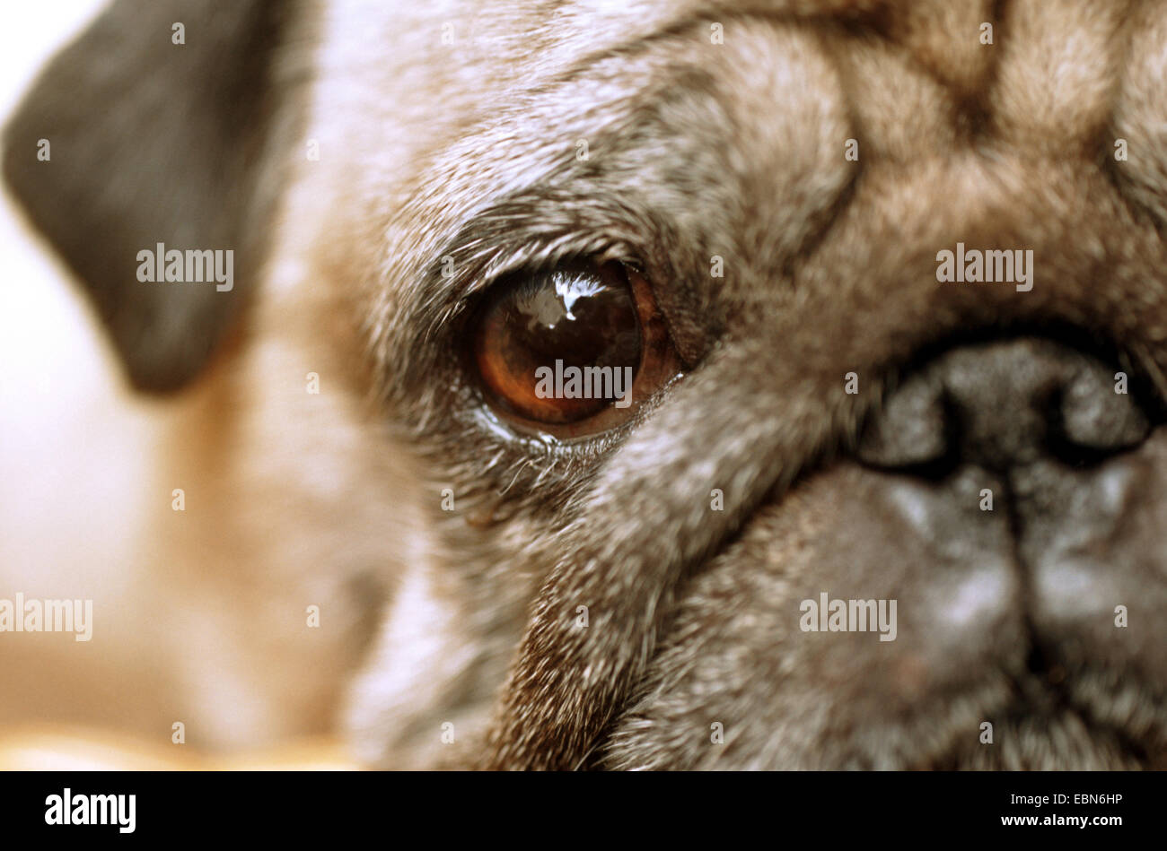 Pug (Canis lupus f. familiaris), looking at the camera, closeup Stock Photo