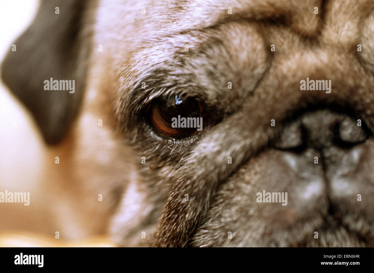Pug (Canis lupus f. familiaris), looking at the camera, closeup of an eye Stock Photo
