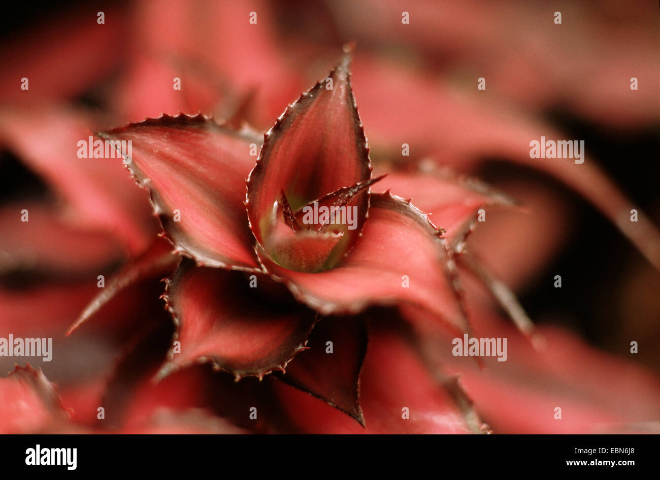 Cryptanthus bivittatus (Cryptanthus bivittatus) Stock Photo