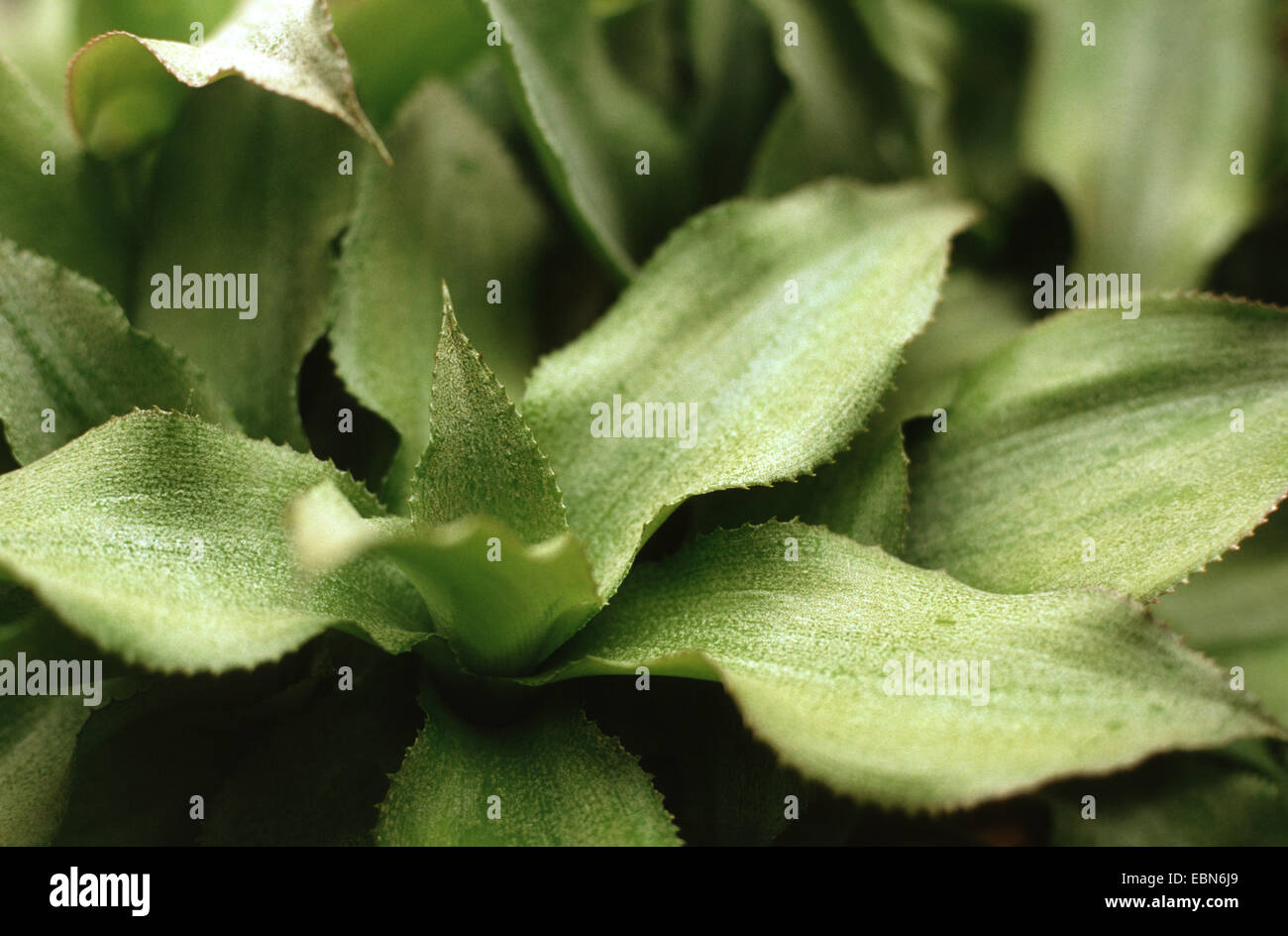 Cryptanthus lacerdae (Cryptanthus lacerdae) Stock Photo