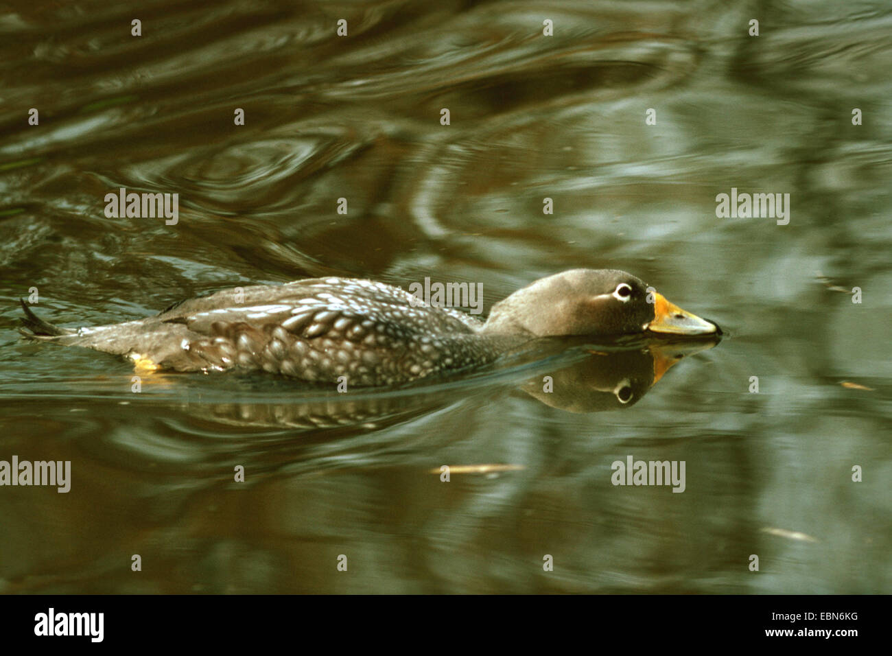 flightless steamer duck (Tachyeres pteneres), swimming in water Stock