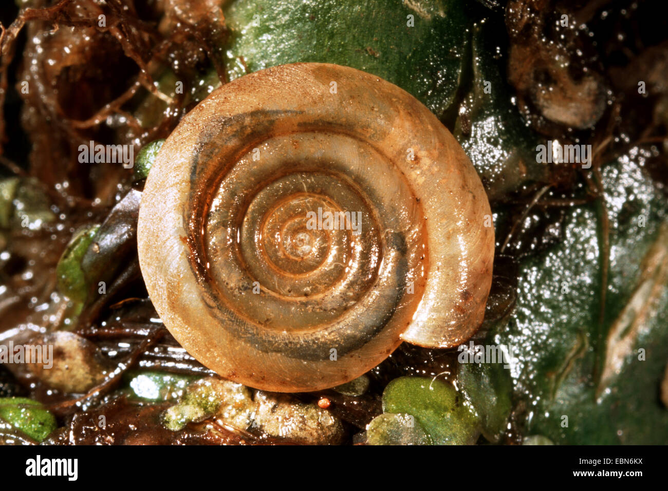 whirlpool ram's horn snail, whirlpool ramshorn snail (Anisus vortex), snail shell Stock Photo
