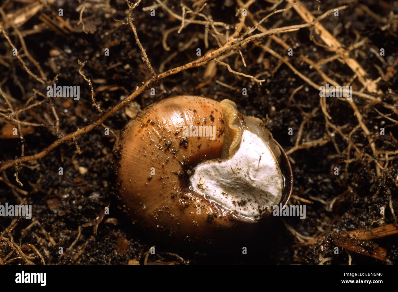 brownlipped snail, grove snail, grovesnail, English garden snail