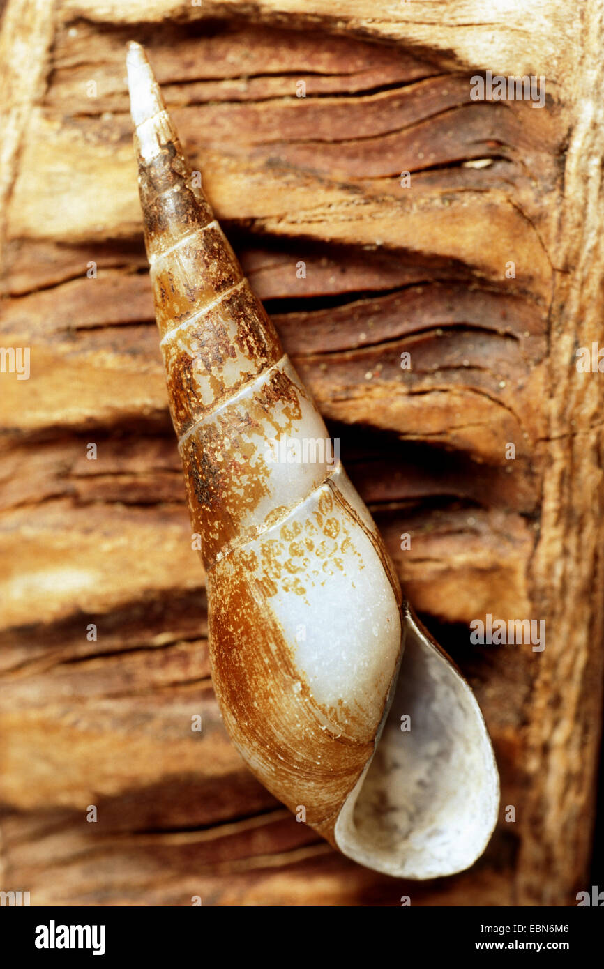 Mahogany Trumpet Snail (Melanoides maculata), snail shell Stock Photo