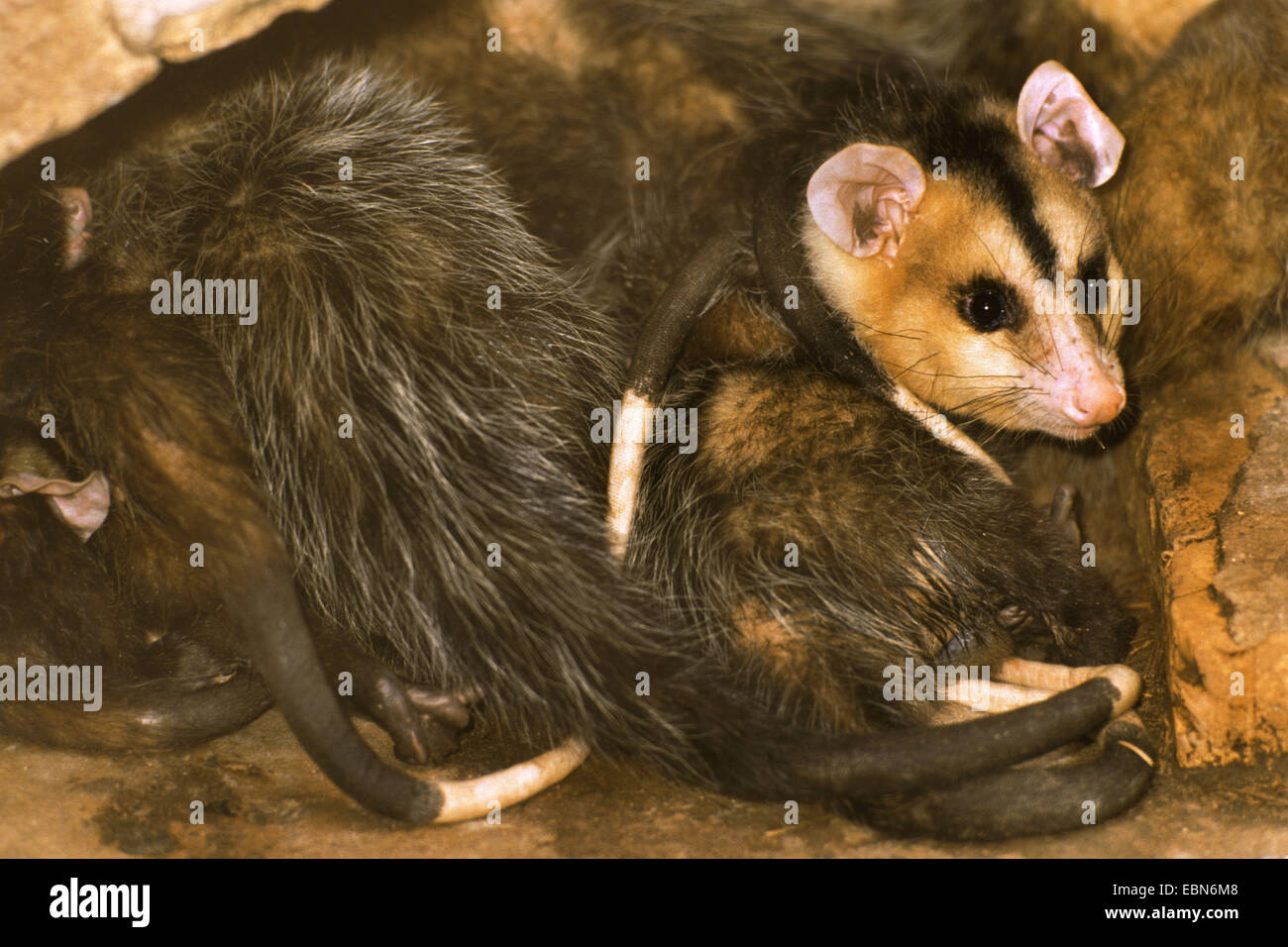 White-eared opossum (Didelphis albiventris), in hiding-place Stock Photo