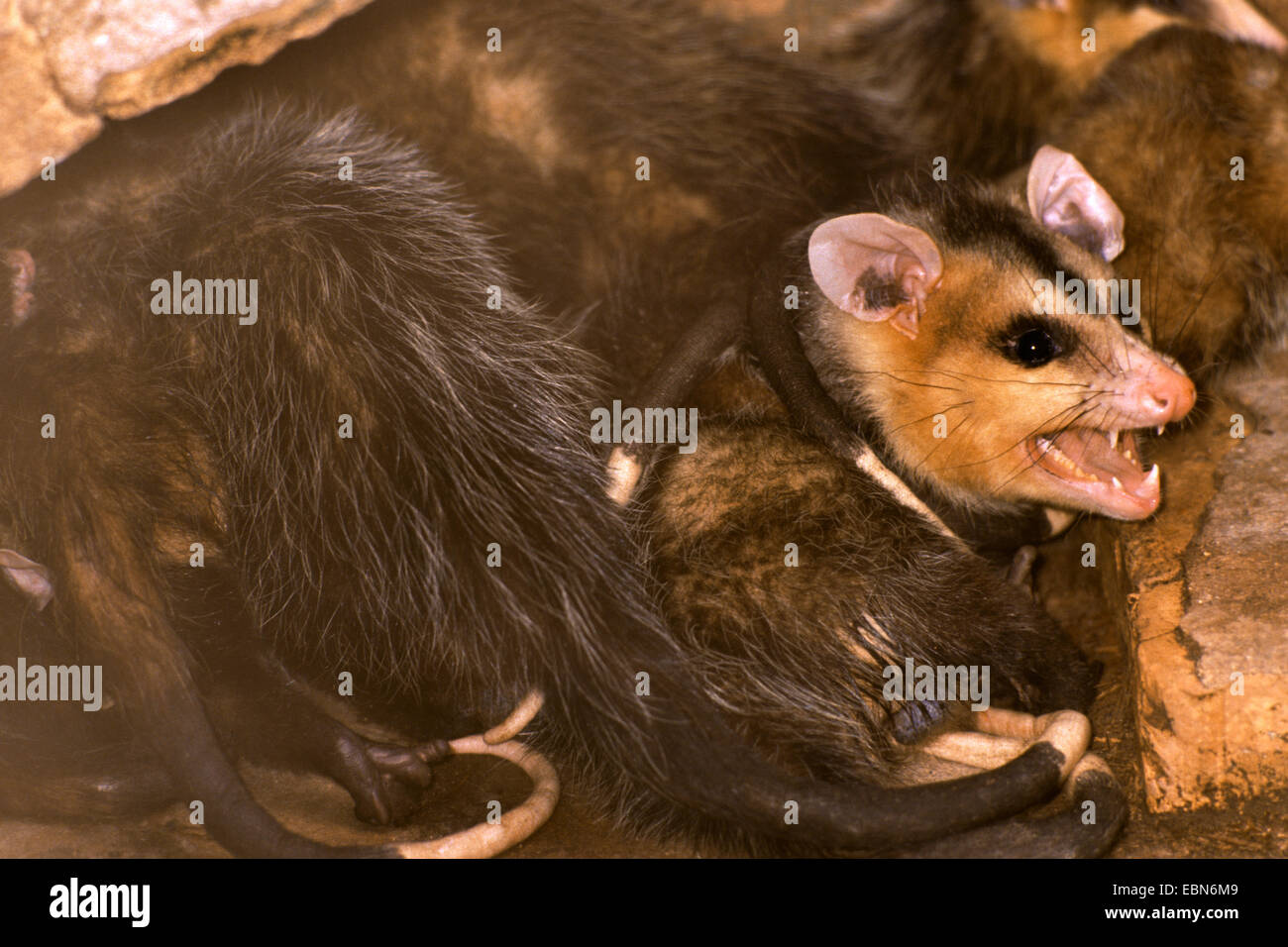 White-eared opossum (Didelphis albiventris), snarling Stock Photo