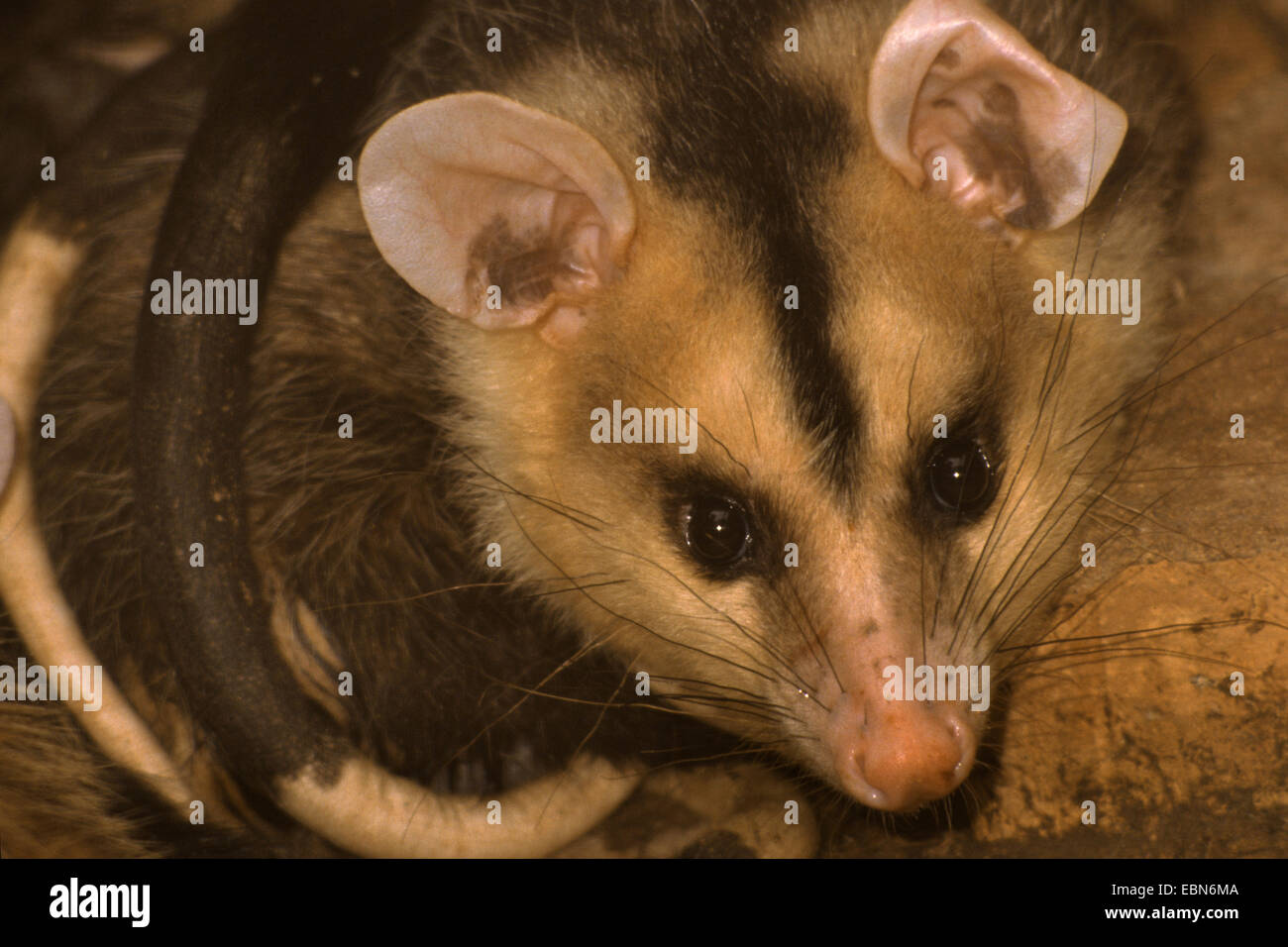 White-eared opossum (Didelphis albiventris), portrait Stock Photo