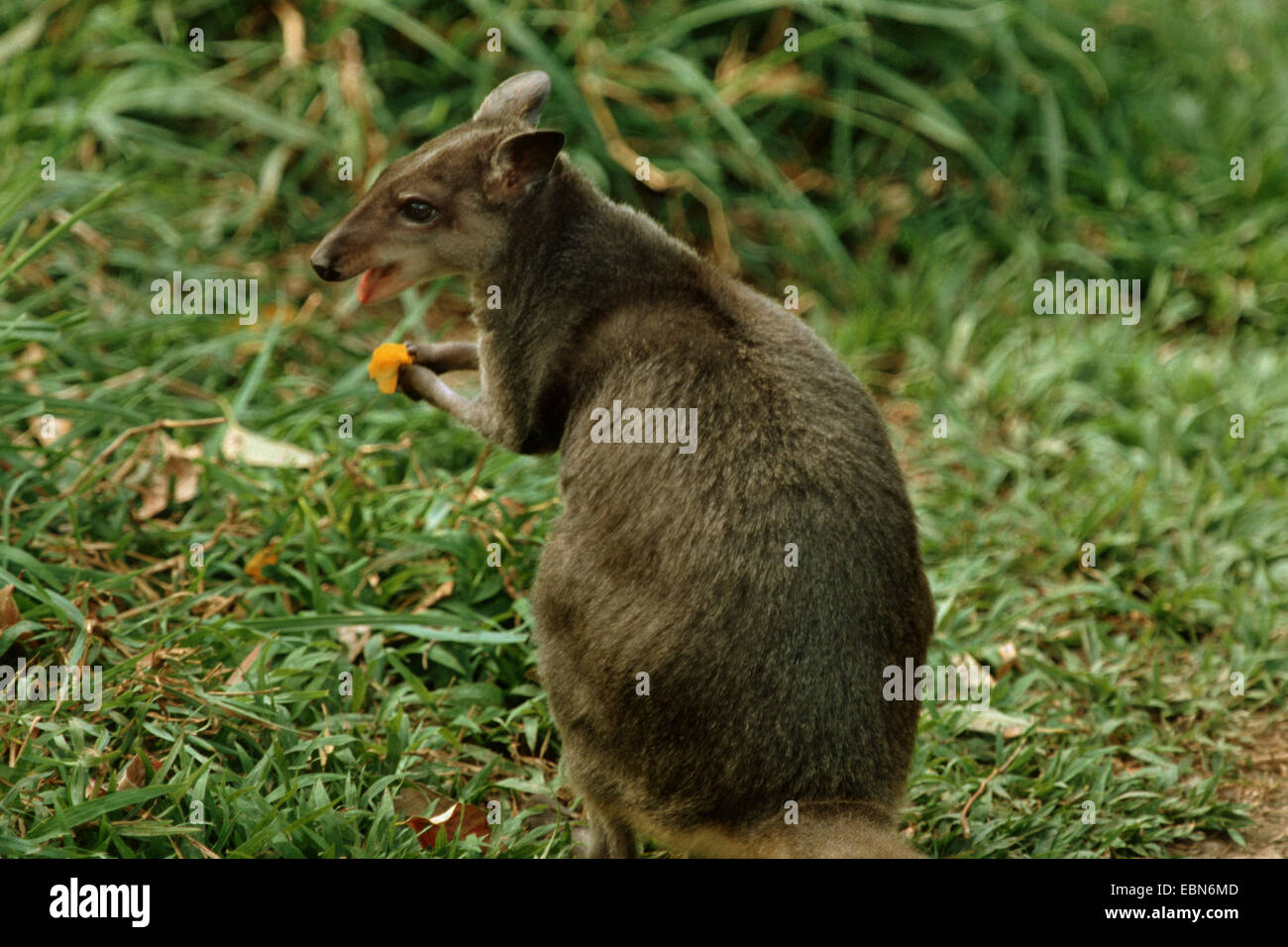 brown dorcopsis (Dorcopsis muelleri), sitting in meadow and feeding Stock Photo