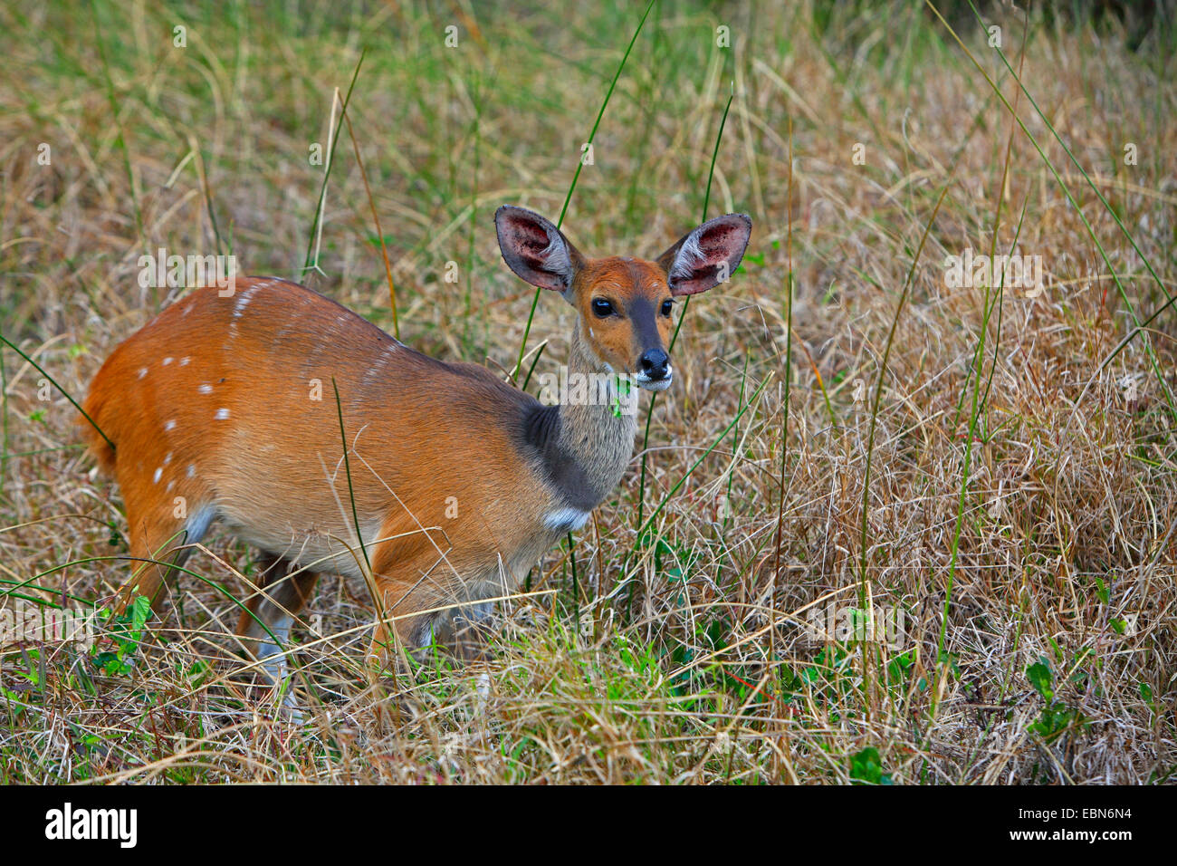 bushbuck, harnessed antelope (Tragelaphus scriptus), female, South Africa, St. Lucia Wetland Park Stock Photo