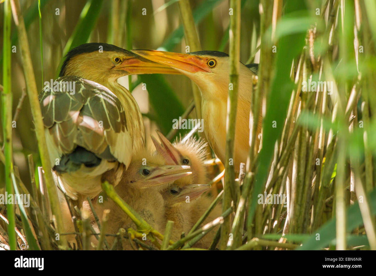 little bittern (Ixobrychus minutus), change of breeding, male and female with chicks, Germany, Bavaria Stock Photo