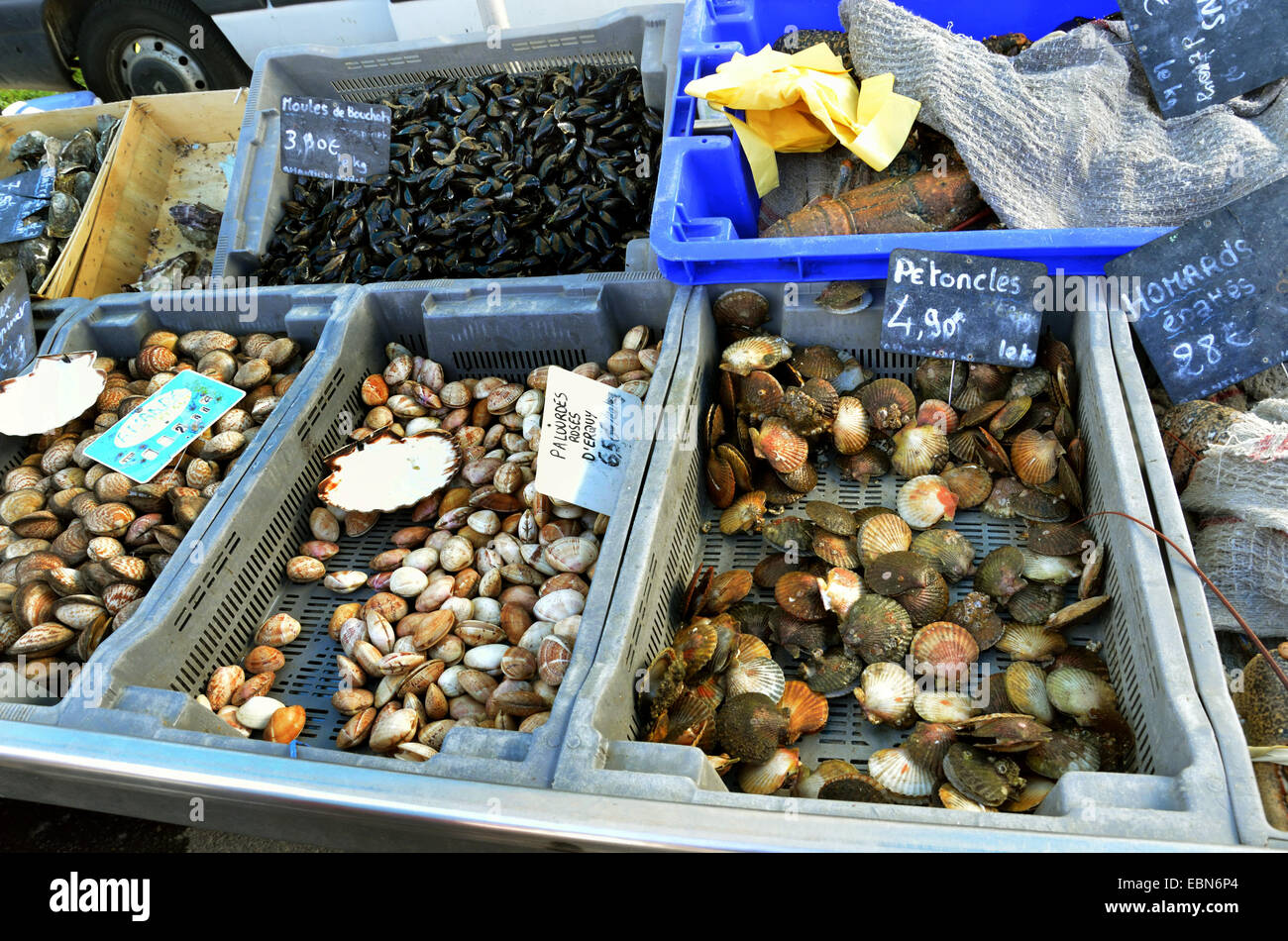 Different Mollusks Food High Resolution Stock Photography and Images - Alamy