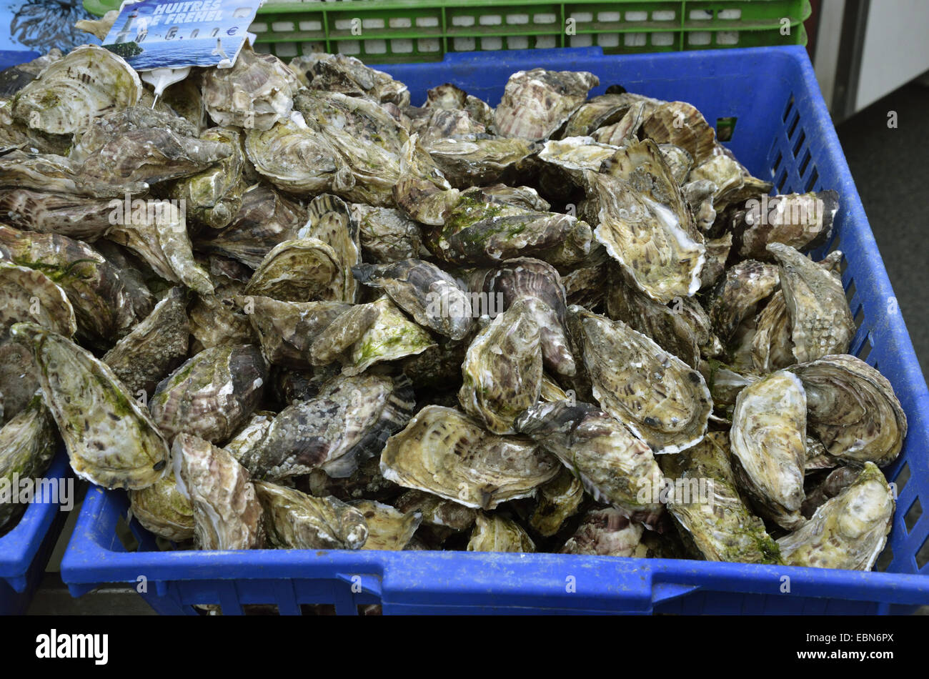 oysters (Ostreidae), basket with fresh oysters at the weekly market, France, Brittany Stock Photo
