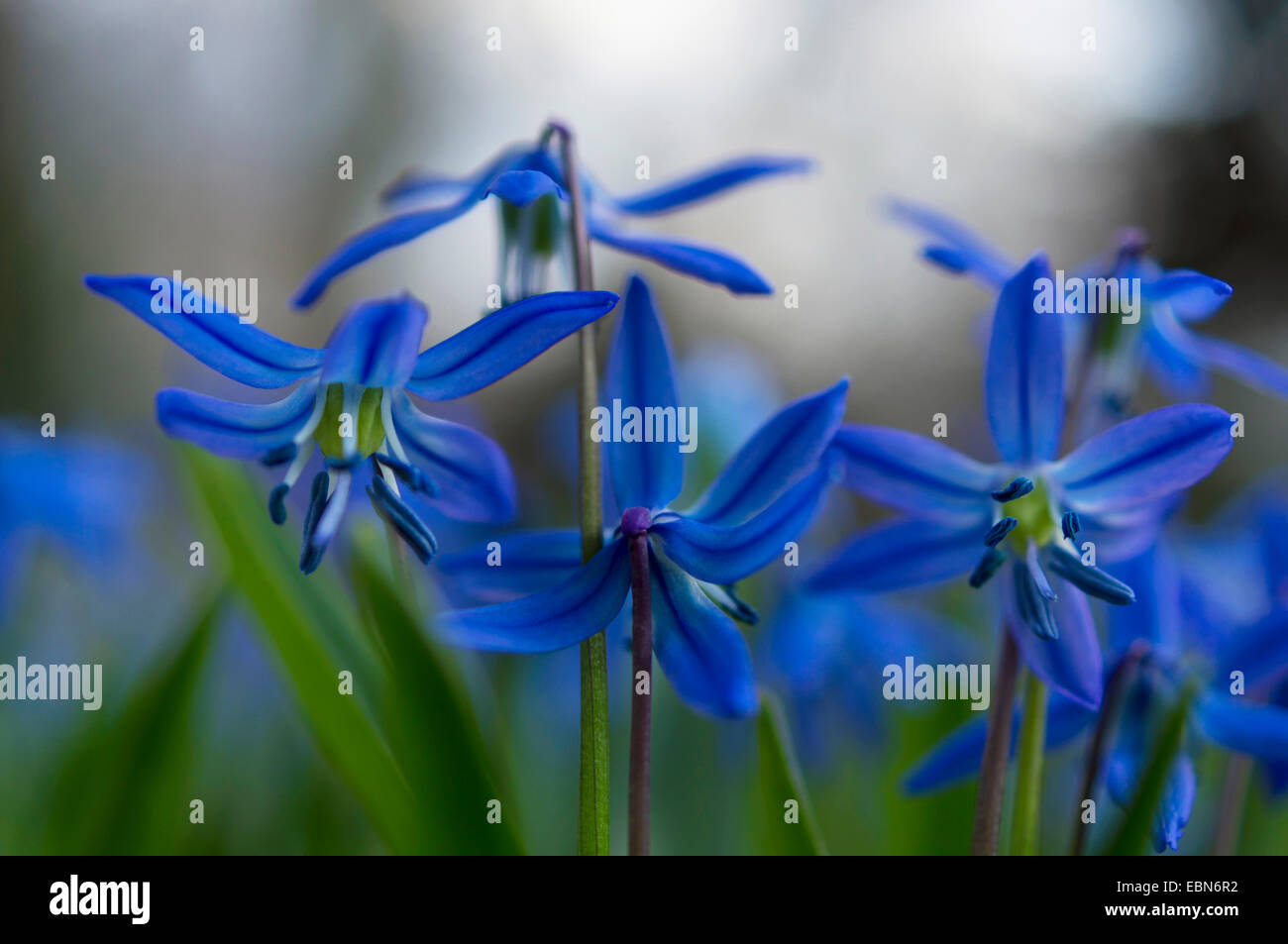 Siberian scilla, Siberian squill (Scilla siberica (falsch: Scilla sibirica)), blue blossoms, Germany Stock Photo