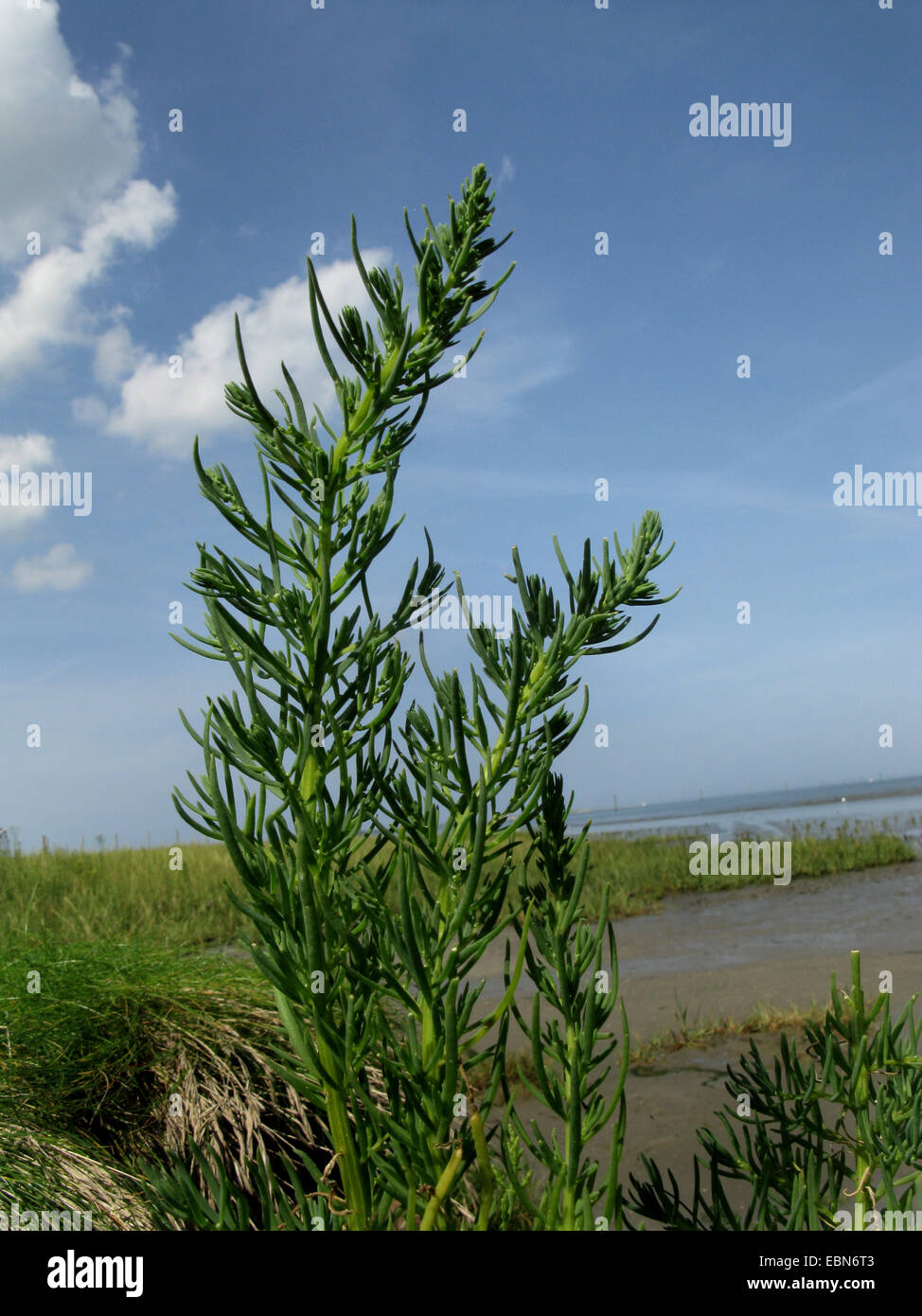 Annual seablite, Annual sea-blite, Herbaceous sea-blite (Suaeda maritima), blooming in the wadden sea, Germany, Baltrum, Lower Saxony Wadden Sea National Park Stock Photo