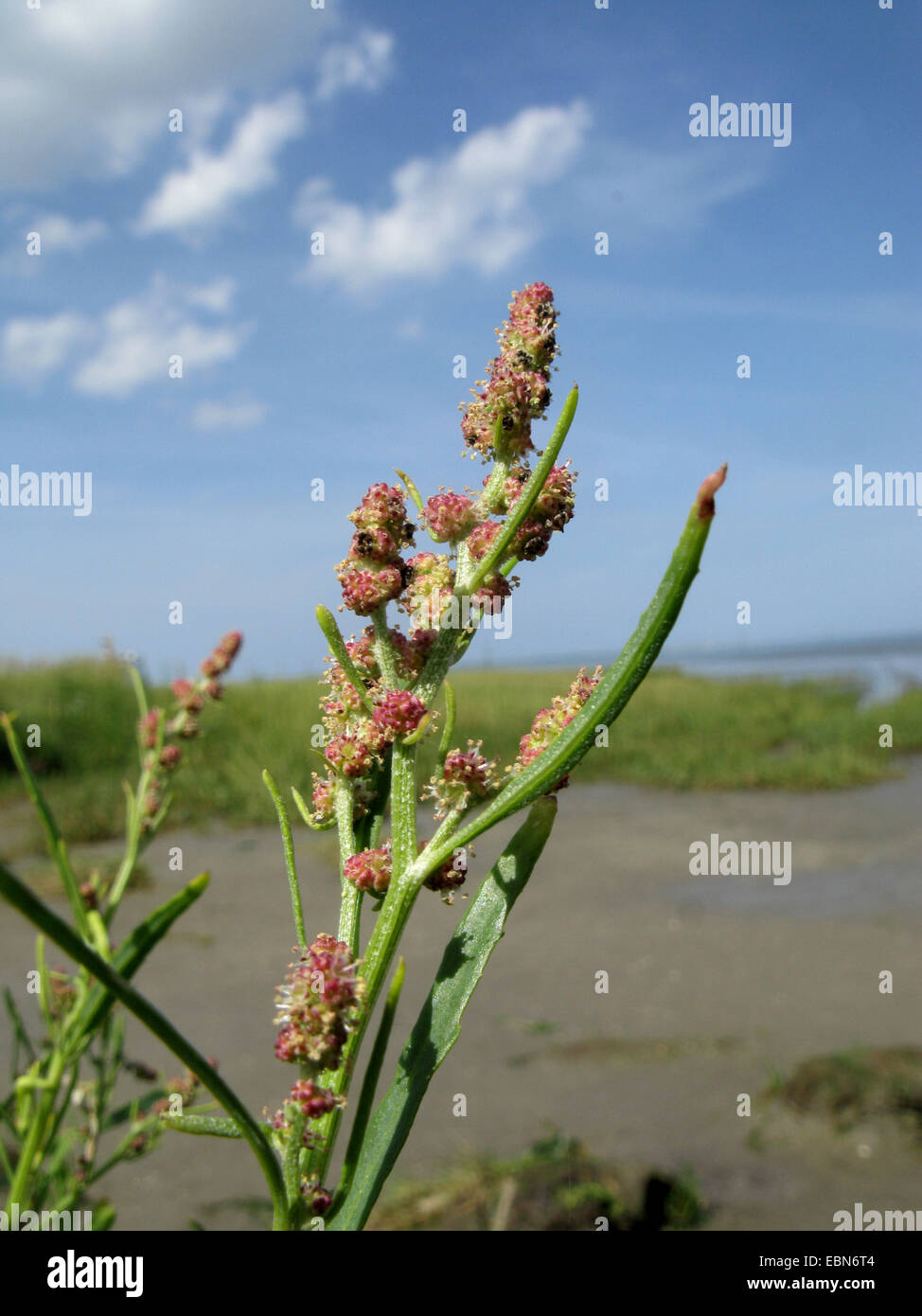 grass-leaved orache (Atriplex littoralis), inflorescence, Germany, Lower Saxony, Baltrum Stock Photo