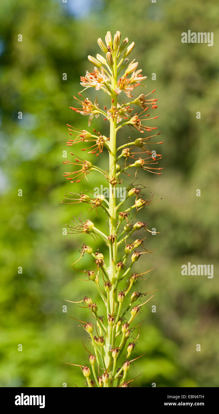Foxtail lily, Desert candle (Eremurus altaicus), blooming Stock Photo