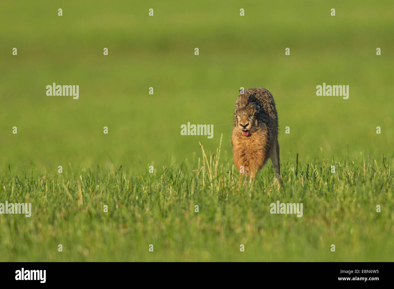 European hare, Brown hare (Lepus europaeus), yawning, front view, Germany, Bavaria Stock Photo