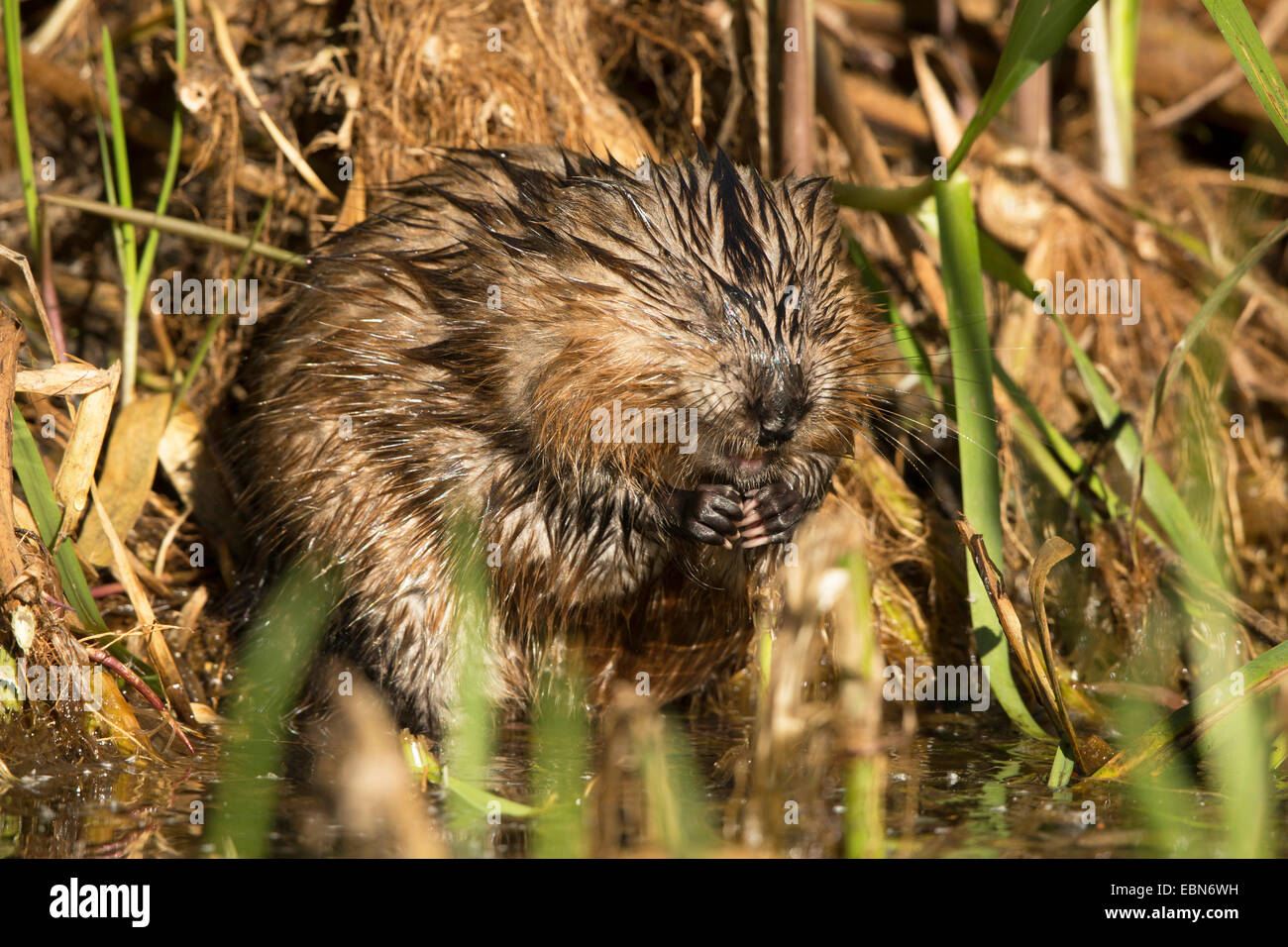 muskrat (Ondatra zibethica), caring of its fur, Germany, Bavaria Stock Photo