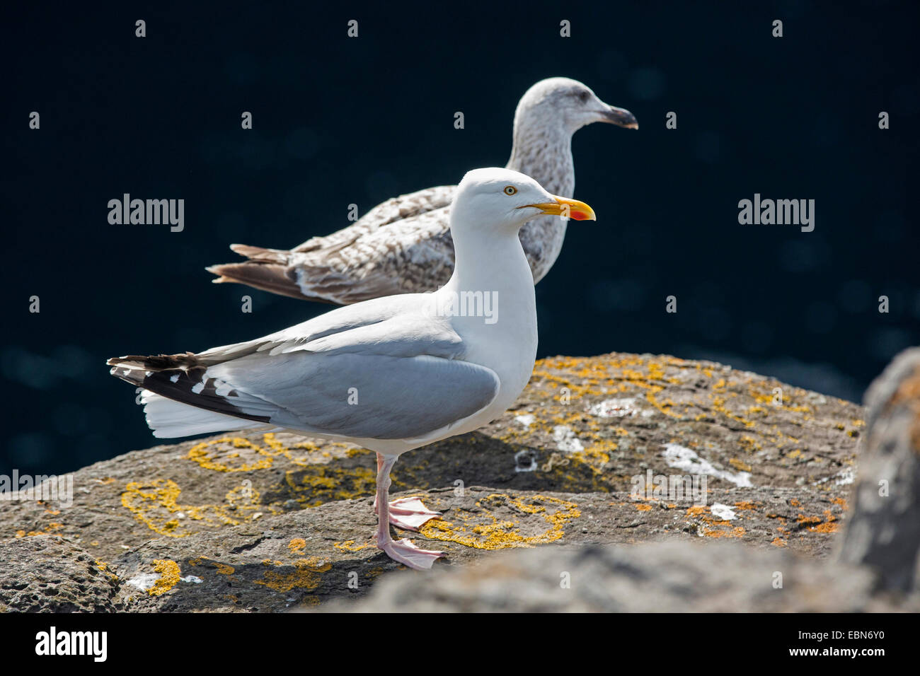herring gull (Larus argentatus), adult and subadult, Ireland, Downpatrik Head Stock Photo