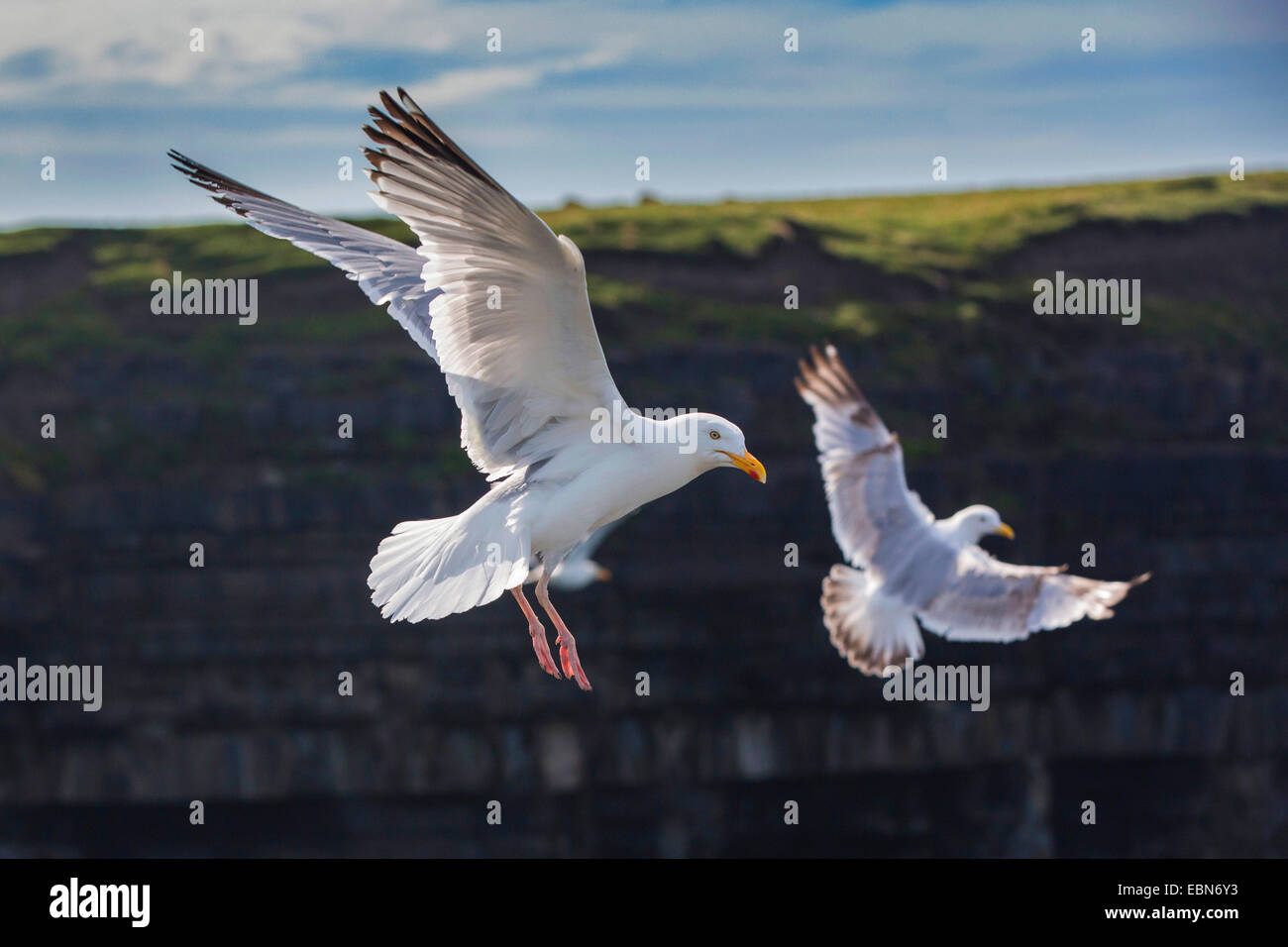 herring gull (Larus argentatus), flying in front of steep coast, Ireland, Downpatrik Head Stock Photo