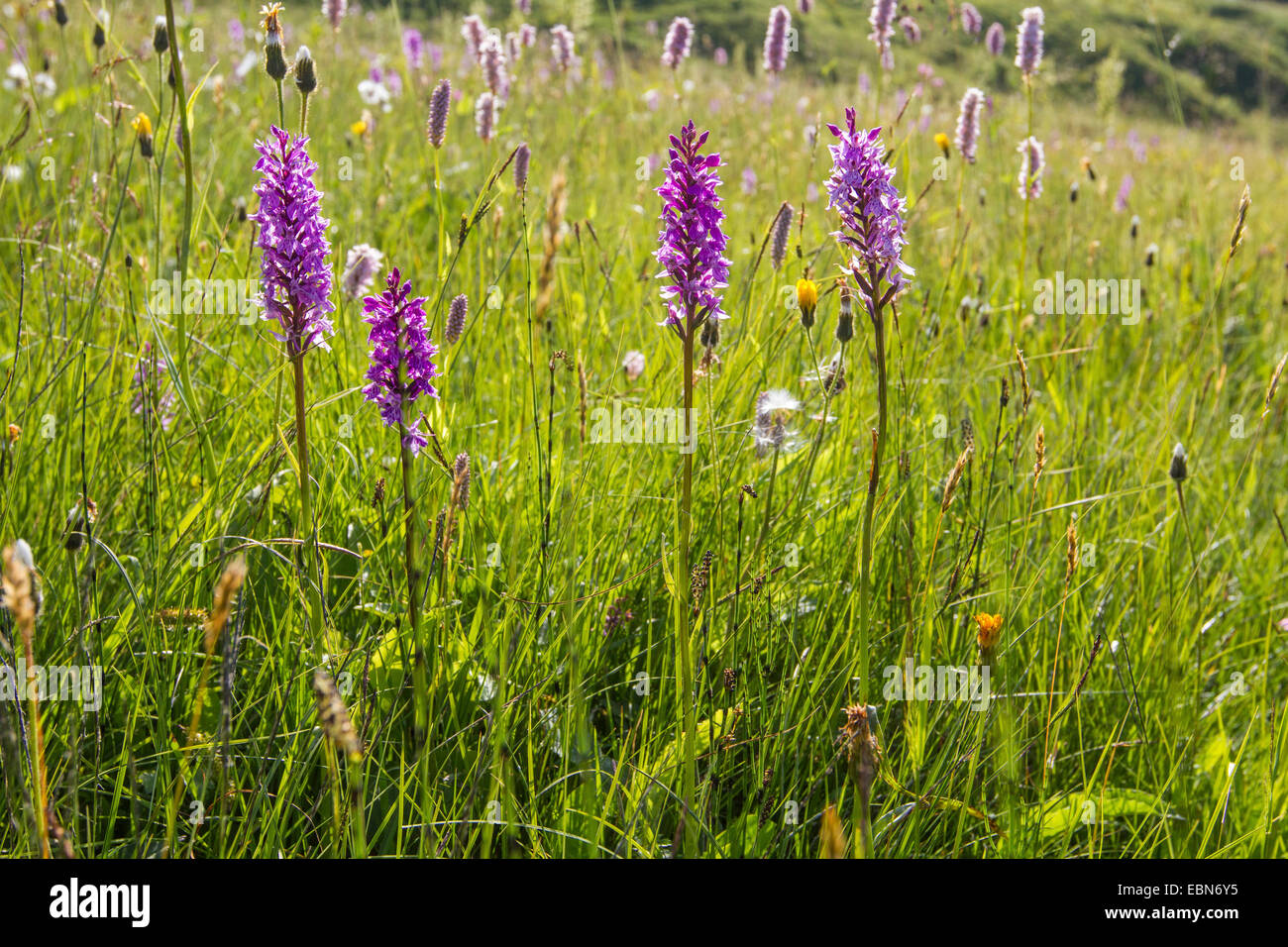 fragrant orchid (Gymnadenia conopsea), flowering in alpine meadow, Austria, Tyrol Stock Photo