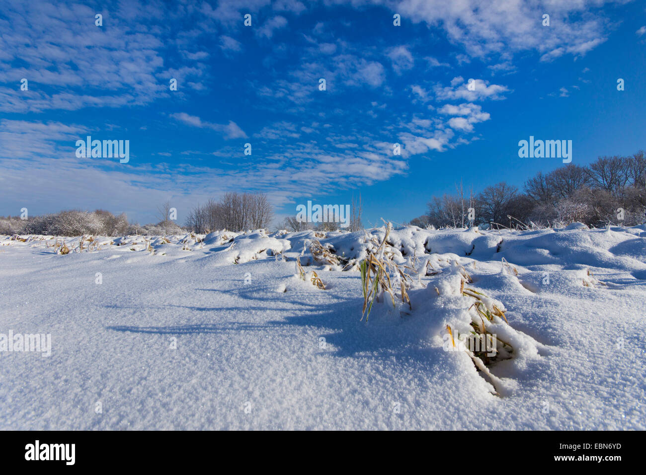 snow covered field scenery, Germany, Saxony, Jocketa Stock Photo