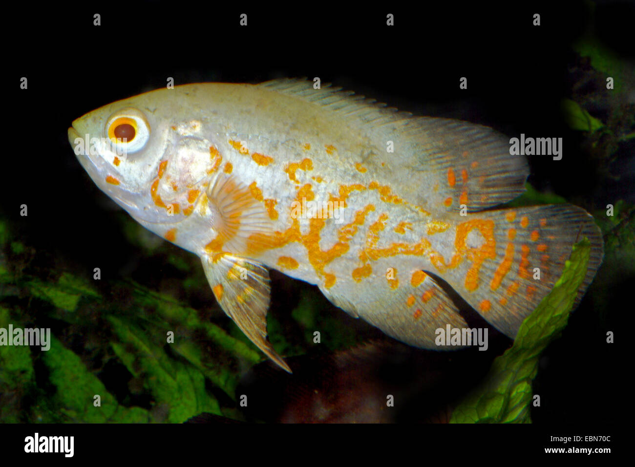 oscar, oscar's cichlid, velvet cichlid (Astronotus ocellatus), breed albino Stock Photo