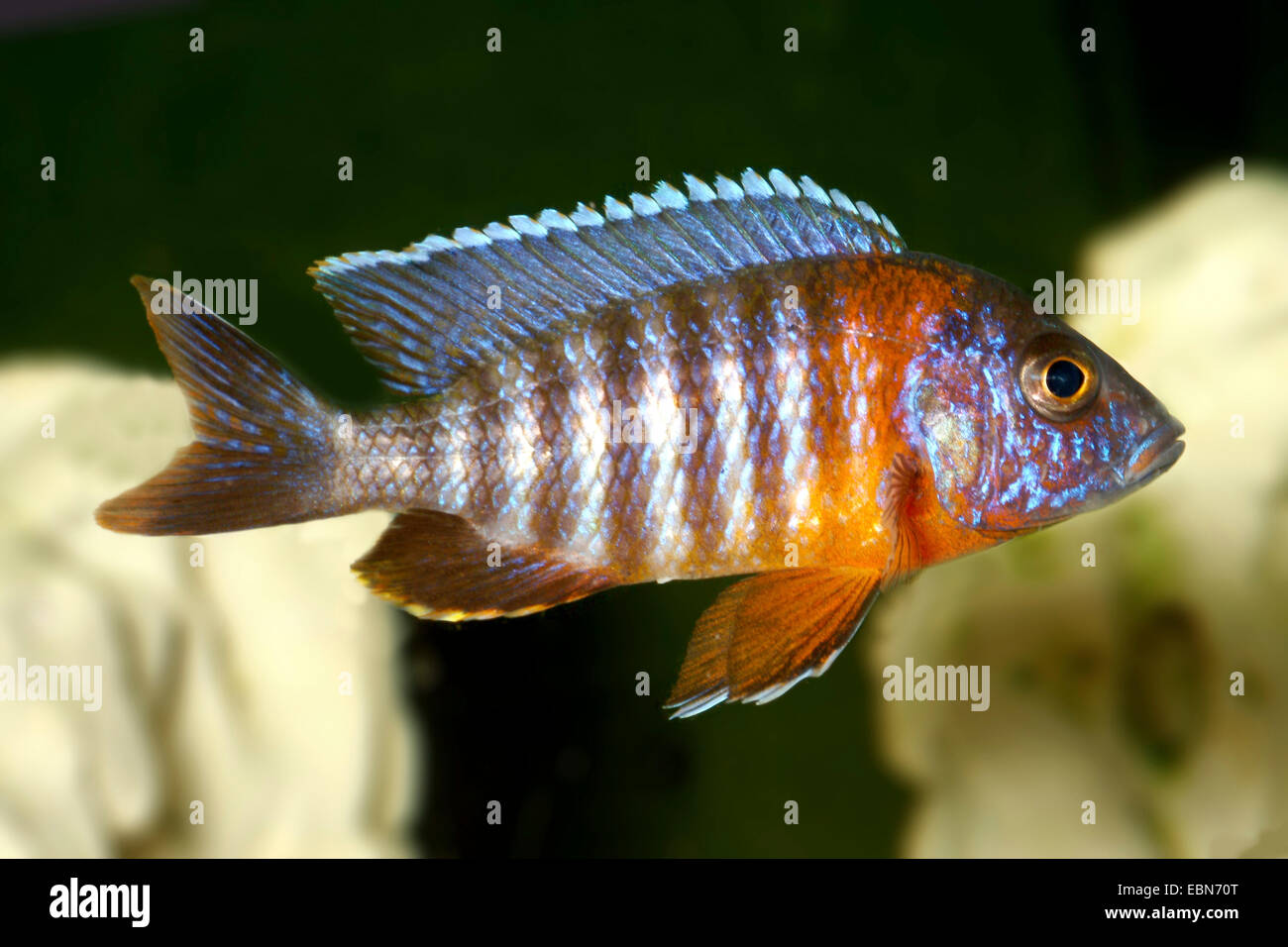 Red-shoulder Malawi peacock cichlid, Aulonocara Fort Maguire (Aulonocara hansbaenschi), swimming Stock Photo