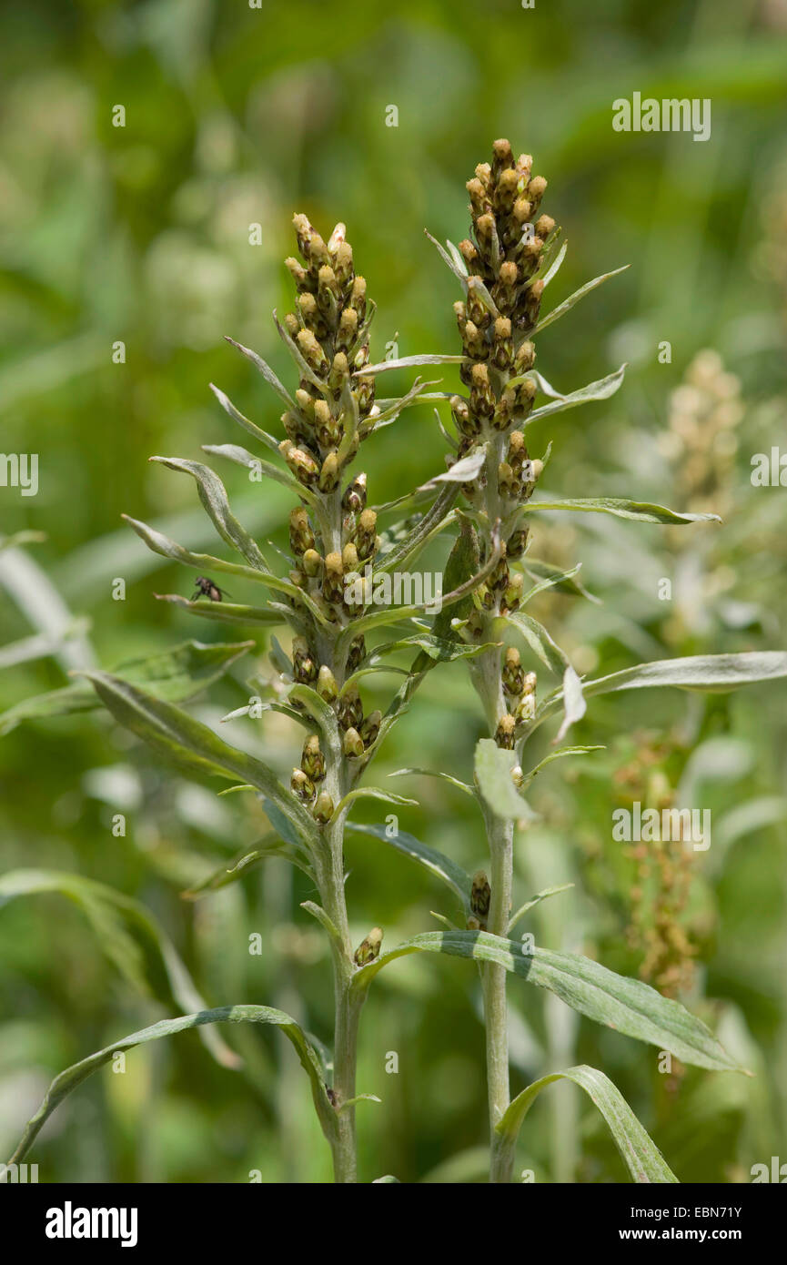 Highland Cudweed (Gnaphalium norvegicum), blooming, Switzerland, Bernese Oberland Stock Photo